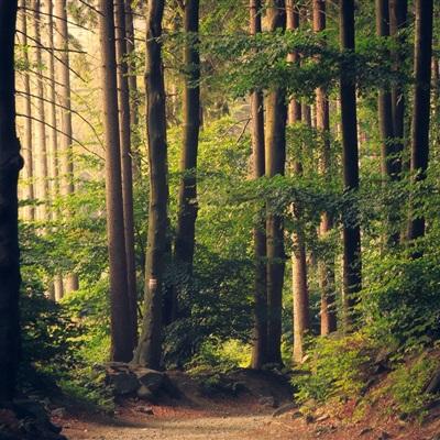 特技滑雪冒险无敌版